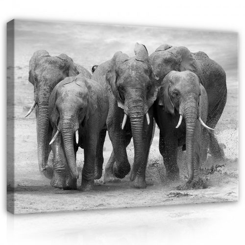 Vászonkép, Elefántok, 100x75 cm méretben