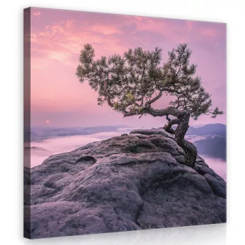 Fa a sziklán, vászonkép 40x40 cm méretben