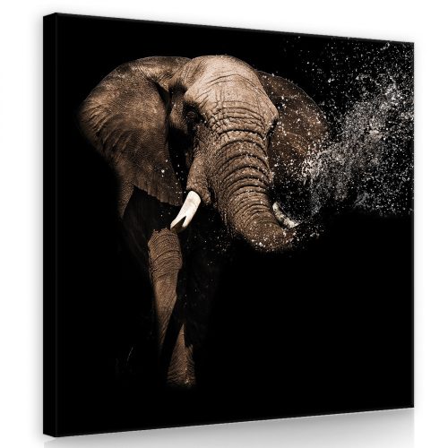 Elefánt, vászonkép 80x80 cm méretben