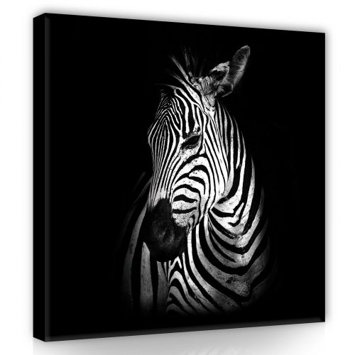 Zebra profil, vászonkép 80x80 cm méretben