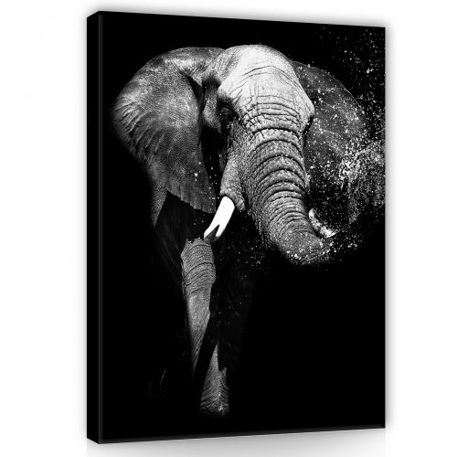 Vászonkép, Elefánt fekete-fehér, 75x100 cm méretben