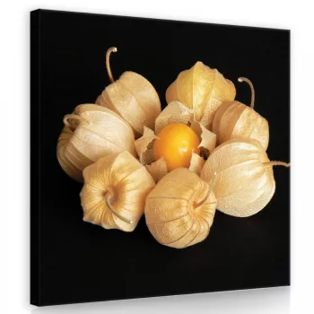 Lampionvirág, vászonkép 40x40 cm méretben