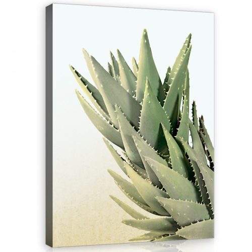 Vászonkép, Kaktusz, 75x100 cm méretben