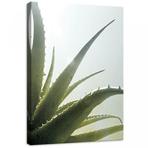 Kaktusz, vászonkép, 50x70 cm méretben