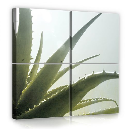 Vászonkép 4 darabos, Aloe 50x50 cm méretben