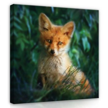 Kölyök róka, vászonkép, 40x40 cm méretben