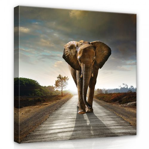Elefánt az úton, vászonkép, 80x80 cm méretben