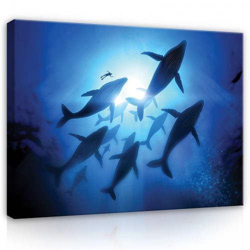 Vászonkép, Delfin raj 80x60 cm méretben