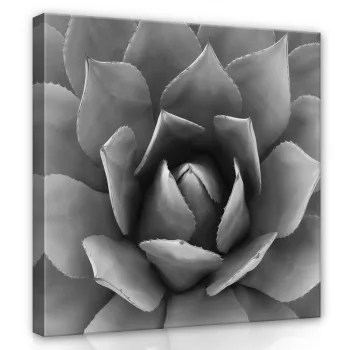 Kőrózsa, vászonkép 40x40 cm méretben