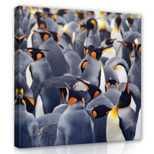 Pingvinek, vászonkép 80x80 cm méretben