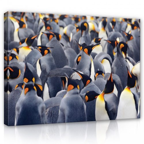 Vászonkép Pingvinek 80x60 cm méretben