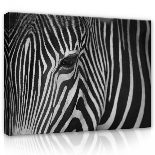 Vászonkép, Zebra közeli, 100x75 cm méretben