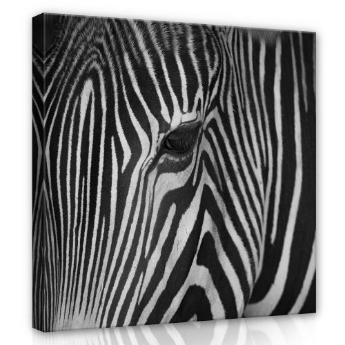 Zebra portré, vászonkép 80x80 cm méretben