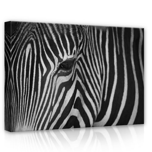 Zebra, vászonkép, 70x50 cm méretben