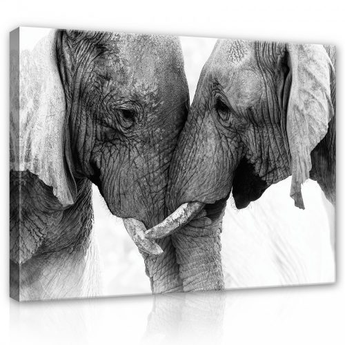 Vászonkép, Elefántok szeretik egymást  80x60 cm méretben