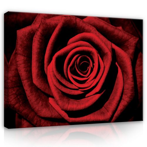 Vászonkép, Vörös rózsa , 80x60 cm méretben
