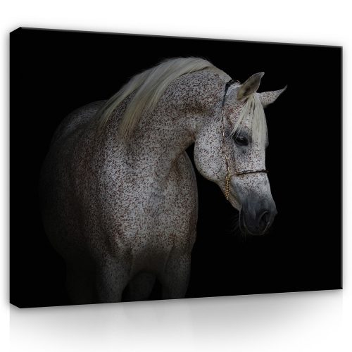 Vászonkép, Ló fekete háttéren, 80x60 cm méretben