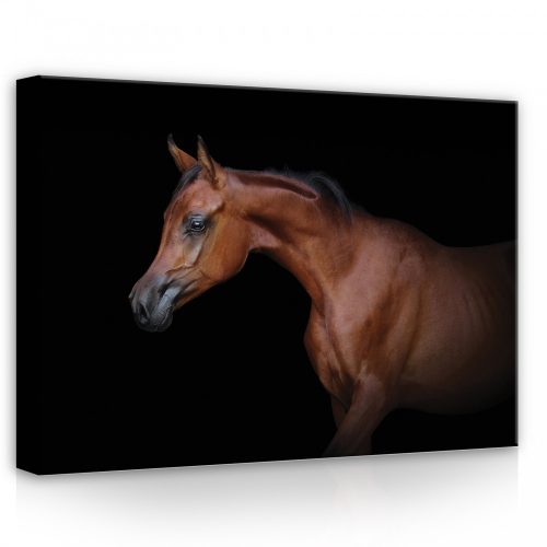 Ló, vászonkép, 70x50 cm méretben