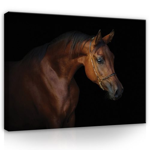 Vászonkép, Ló fekete háttéren, 100x75 cm méretben