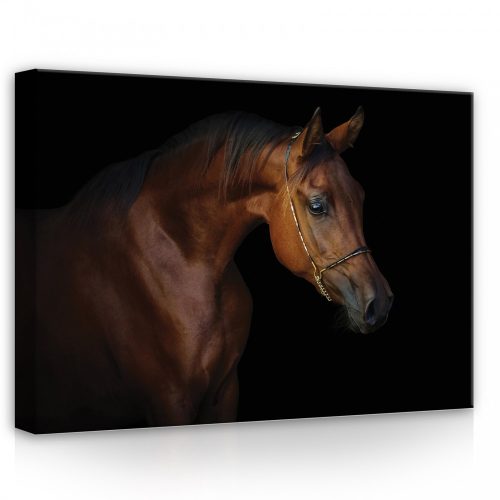 Ló, vászonkép, 70x50 cm méretben
