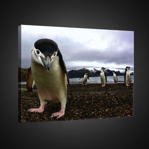 Vászonkép, Pingvinek, 100x75 cm méretben