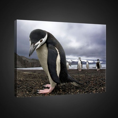 Vászonkép, Pingvinek, 60x40 cm méretben