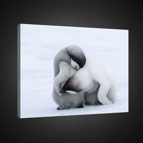 Vászonkép, Pingvinek, 60x40 cm méretben