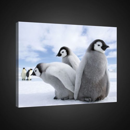 Vászonkép, Pingvinek, 100x75 cm méretben
