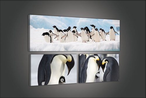 Vászonkép 3 darabos, Pingvinek 80x55 cm méretben