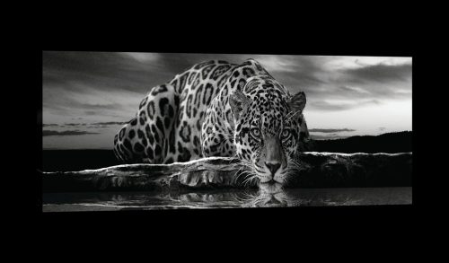 Tigris, vászonkép, 145x45 cm méretben