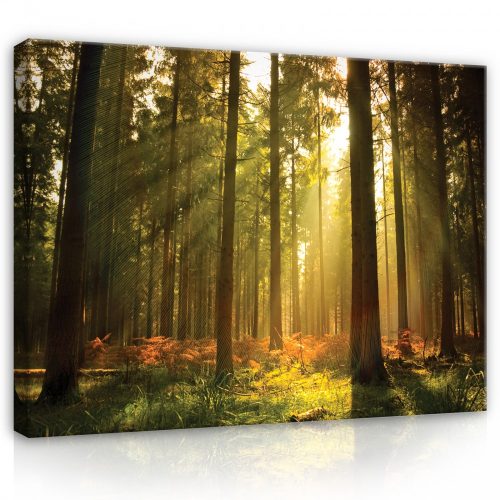 Vászonkép, Napfényes erdő, 100x75 cm méretben