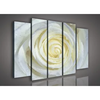 Vászonkép, 5 darabos Fehér rózsa 150x100 cm méretben