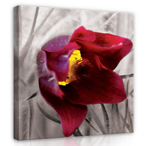 Tulipán, vászonkép 80x80 cm méretben