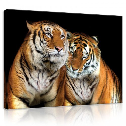 Vászonkép, Tigrisek, 100x75 cm méretben