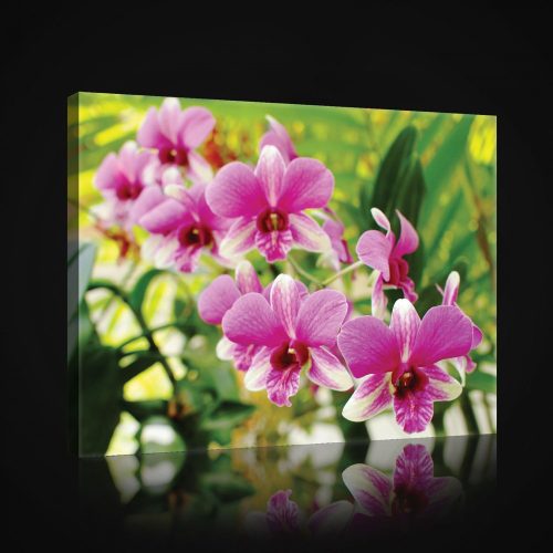 Vászonkép, Orchideák, 100x75 cm méretben