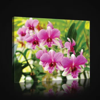 Vászonkép, Orchidea 80x60 cm méretben