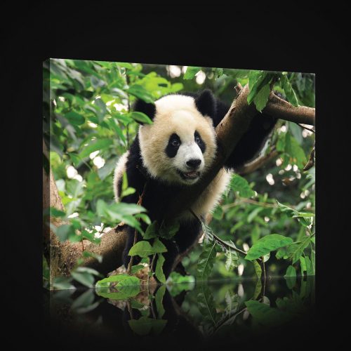 Vászonkép, Panda, 80x60 cm méretben