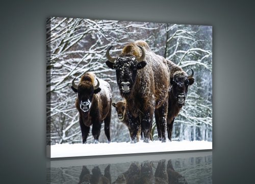 Vászonkép, Bölények, 100x75 cm méretben