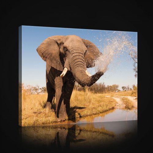 Vászonkép, Elefánt, 80x60 cm méretben
