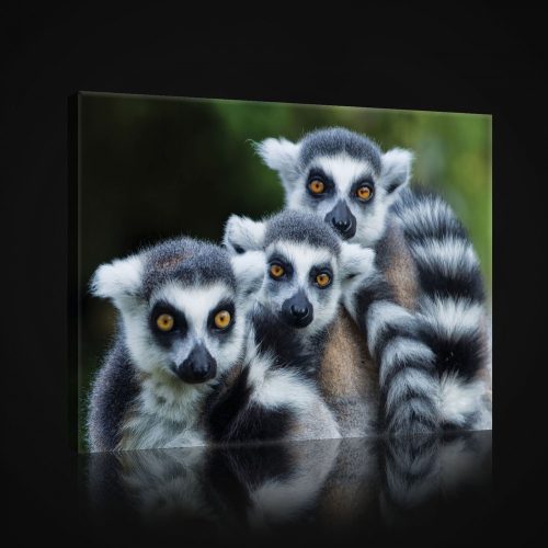 Vászonkép, Lemurok  80x60 cm méretben