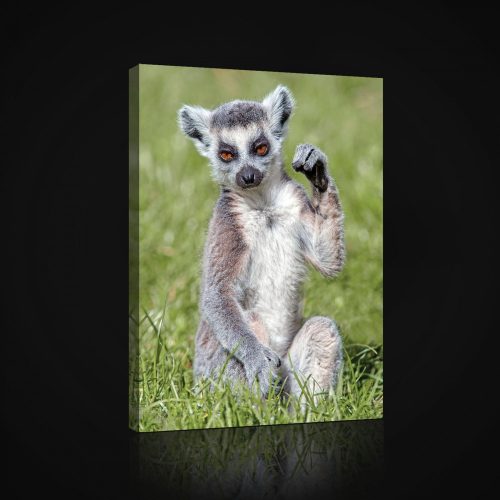 Vászonkép, Lemur  60x80 cm méretben