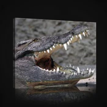 Vászonkép, Krokodil, 100x75 cm méretben