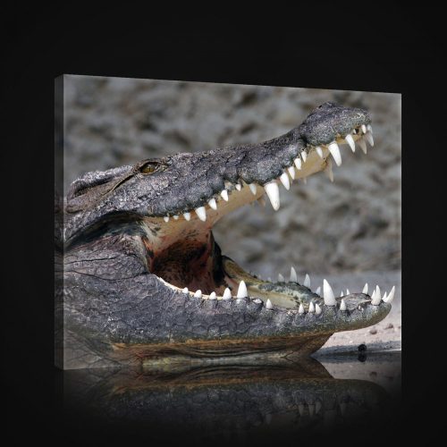 Vászonkép, Krokodil, 100x75 cm méretben