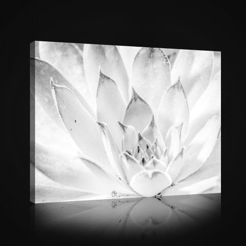 Vászonkép, Fekete-fehér virág, 100x75 cm méretben