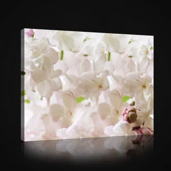 Vászonkép, Fehér Orchideák 80x60 cm méretben
