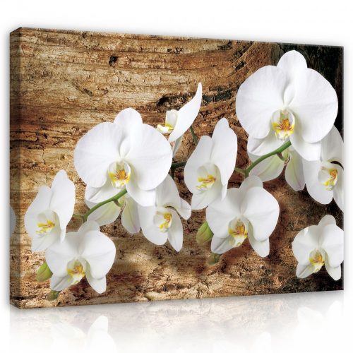 Vászonkép, Fehér Orchidea, 100x75 cm méretben