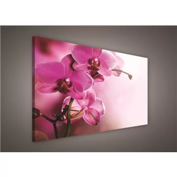 Vászonkép, Rózsaszín orchidea, 60x40 cm méretben