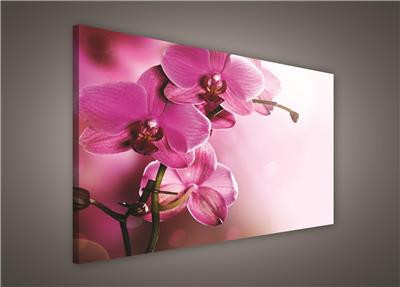 Vászonkép, Rózsaszín orchidea, 80x60 cm méretben