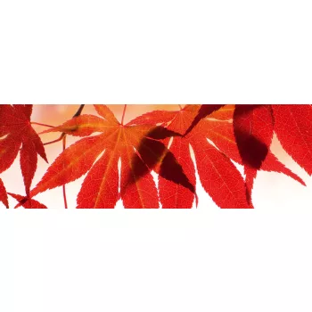 RED LEAVES öntapadós konyhai poszter, 180x60 cm