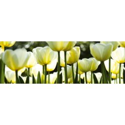 WHITE TULIPS öntapadós konyhai poszter, 180x60 cm